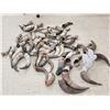 Image 4 : Bison & Cattle Horn Caps Lot