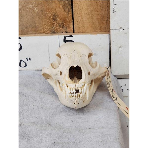 Black Bear Skull Taxidermy