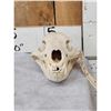 Image 1 : Black Bear Skull Taxidermy