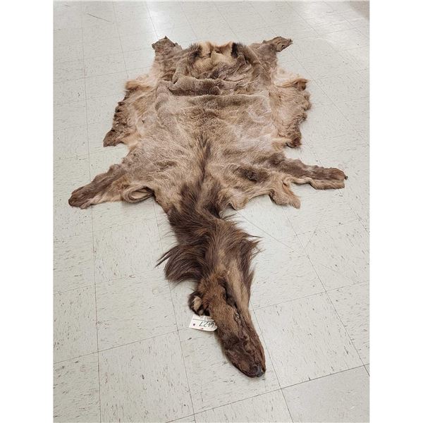 Tanned Elk Skin Taxidermy