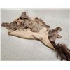 Image 4 : Tanned Elk Skin Taxidermy