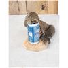 Image 2 : Drunken Squirrel Full Body Taxidermy Mount