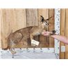 Image 1 : African Caracal Cat Full Body Taxidermy Mount