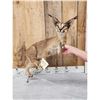 Image 3 : African Caracal Cat Full Body Taxidermy Mount