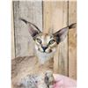 Image 4 : African Caracal Cat Full Body Taxidermy Mount