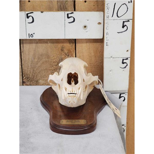 Canadian Black Bear Skull Taxidermy