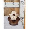 Image 1 : Canadian Black Bear Skull Taxidermy
