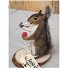 Image 3 : Naughty Squirrel Full Body Taxidermy Mount