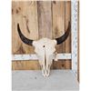 Image 1 : American Bison Buffalo Skull Taxidermy