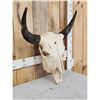 Image 2 : American Bison Buffalo Skull Taxidermy