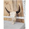 Image 3 : American Bison Buffalo Skull Taxidermy