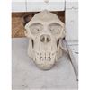 Image 2 : Reproduction Chimpanzee Skull Taxidermy