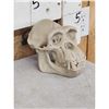 Image 4 : Reproduction Chimpanzee Skull Taxidermy