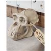 Image 5 : Reproduction Chimpanzee Skull Taxidermy