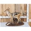 Image 1 : African Black Back Jackal Full Body Taxidermy Mount