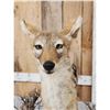 Image 5 : African Black Back Jackal Full Body Taxidermy Mount