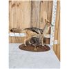 Image 6 : African Black Back Jackal Full Body Taxidermy Mount