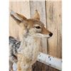 Image 8 : African Black Back Jackal Full Body Taxidermy Mount