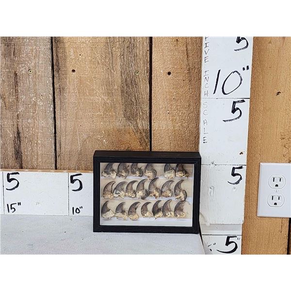 20 Black Bear Claws Taxidermy