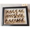 Image 2 : 20 Black Bear Claws Taxidermy