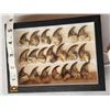 Image 3 : 20 Black Bear Claws Taxidermy
