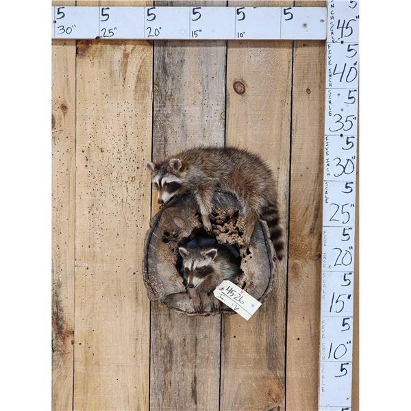 2 Baby Raccoons Playing On A Log Full Body Taxidermy Mount