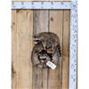 Image 1 : 2 Baby Raccoons Playing On A Log Full Body Taxidermy Mount