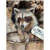 Image 5 : 2 Baby Raccoons Playing On A Log Full Body Taxidermy Mount