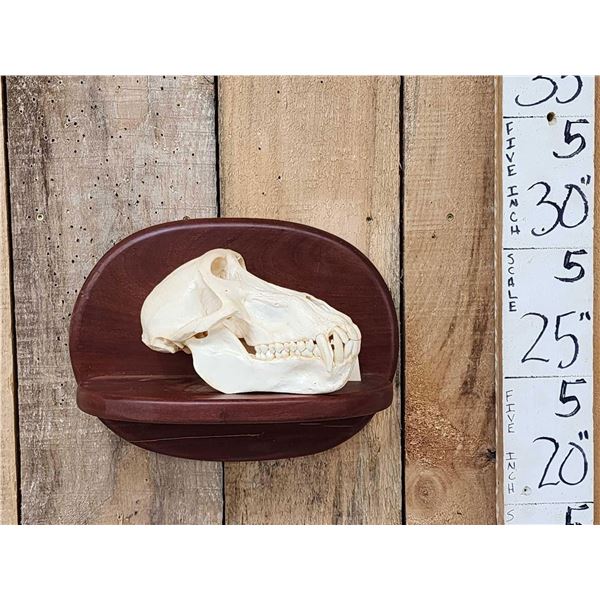African Chakma Baboon Skull On Plaque Taxidermy