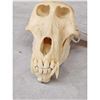 Image 4 : African Chakma Baboon Skull On Plaque Taxidermy