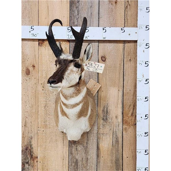 Pronghorn Antelope Shoulder Mount Taxidermy