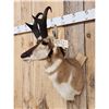 Image 2 : Pronghorn Antelope Shoulder Mount Taxidermy