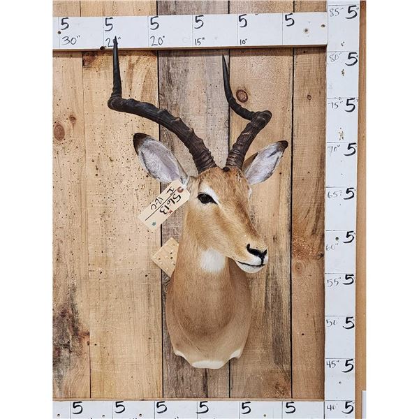 African Impala Shoulder Mount Taxidermy