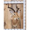 Image 1 : African Impala Shoulder Mount Taxidermy