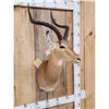 Image 3 : African Impala Shoulder Mount Taxidermy