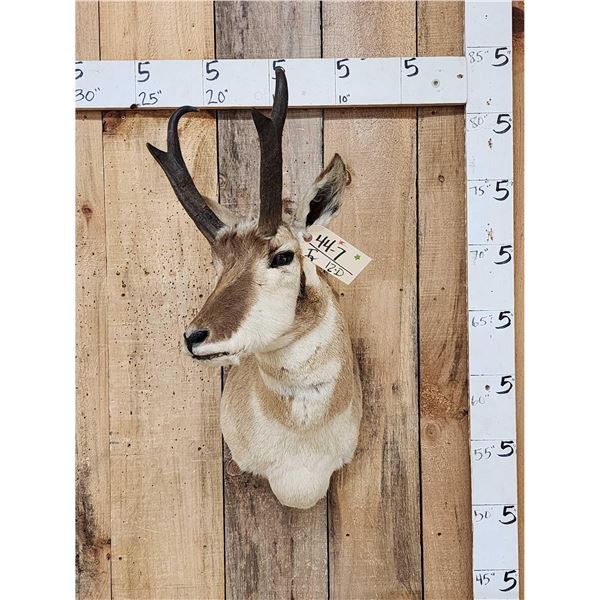 Pronghorn Antelope Shoulder Mount Taxidermy