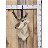 Image 1 : Pronghorn Antelope Shoulder Mount Taxidermy