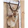 Image 2 : Pronghorn Antelope Shoulder Mount Taxidermy