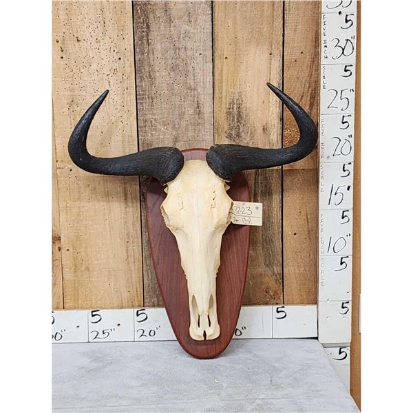 African Blue Wildebeest Skull On Plaque Taxidermy