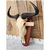 Image 3 : African Blue Wildebeest Skull On Plaque Taxidermy