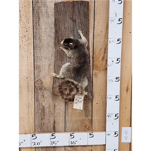 Fox Squirrel Climbing A Tree Full Body Taxidermy Mount