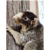 Image 3 : Fox Squirrel Climbing A Tree Full Body Taxidermy Mount