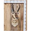 Image 1 : Pronghorn Antelope Shoulder Mount Taxidermy