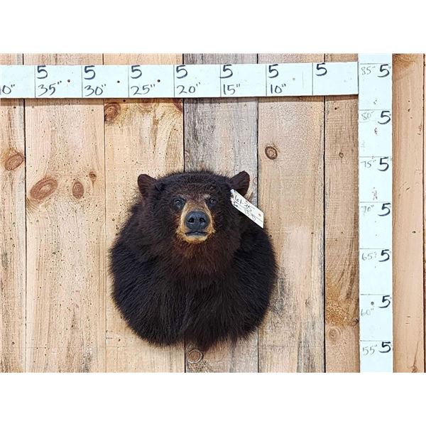 Bkack Bear Shoulder Mount Taxidermy