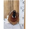 Image 1 : Ringneck Pheasant Shoulder Mount Bird Taxidermy