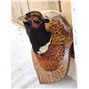 Image 2 : Ringneck Pheasant Shoulder Mount Bird Taxidermy