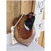Image 3 : Ringneck Pheasant Shoulder Mount Bird Taxidermy