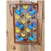Image 2 : Frame Of 22 Beautiful Butterflies Taxidermy