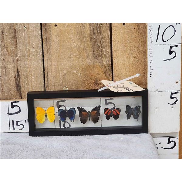 Frame Of 5 Beautiful Butterflies Taxidermy