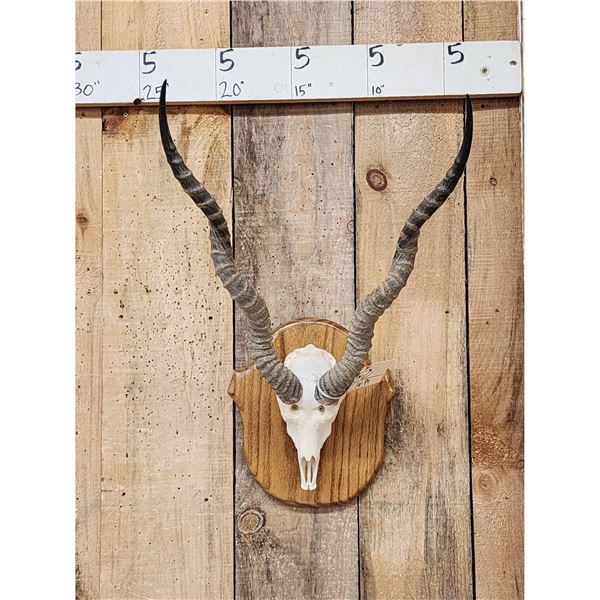 Indian Black Buck Skull On Plaque Taxidermy